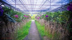 bai orchid butterfly farm chiang mai