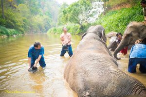 elephants in chiang mai