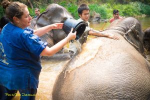 elephants in chiang mai