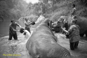 chiang mai elephant park