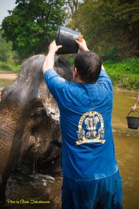 elephant nature park volunteer
