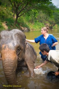 elephant nature park volunteer