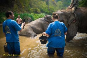 elephant elephant care in Chiang Mai