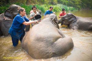private tour for Elephant Mahout Experience