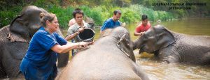 Mahout Training Highlight of the trip “Ride your own elephant like a mahout!”