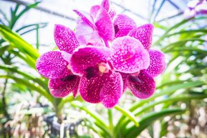 Bai Orchid and Butterfly Farm