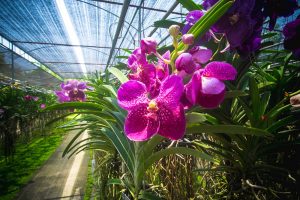 Bai Orchid and Butterfly Farm