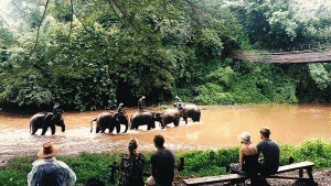 Elephant-Chiang-Dao-private-tour-chiang-mai