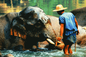 private elephant tour chiang mai