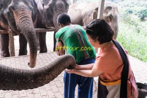 Elephant Mahout Experience Chiang Mai.