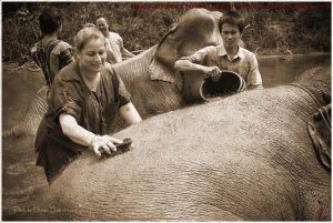 Therefore, we Elephant Life Mahout Experience have an idea to create a creative tour program to allow tourists to visit our camp, with an aim to help the elephant