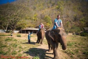 friend of elephant tour