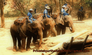 Elephant-Training-Center-Chiang-Dao-private-tour-chiang-mai