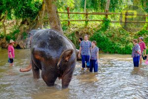 Kanta Elephant Sanctuary-Private Arrangement tour only. (5 of 19)