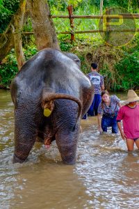 Kanta Elephant Sanctuary-Private Arrangement tour only.