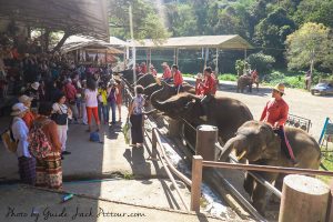 Chiang Mai Elephant Safari Tour