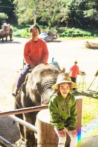 Chiang Mai Elephant Safari Tour