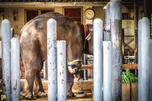The Friend of The Asian Elephant Hospital