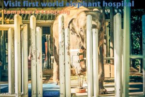 World's First Elephant Hospital in Thailand