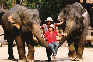 elephant-ride-chiang-mai-mae-ta-man private tour chiangmai
