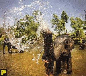 private tour elephant care chiangmai