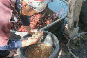 Chiang Mai sustainable coffee tour