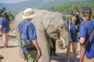 The Ultimate Elephant Experience and Coffee Workshop