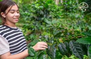 home coffee roastery, Chiang Mai with Jack