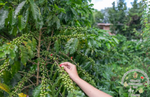 home coffee roastery, Chiang Mai with local