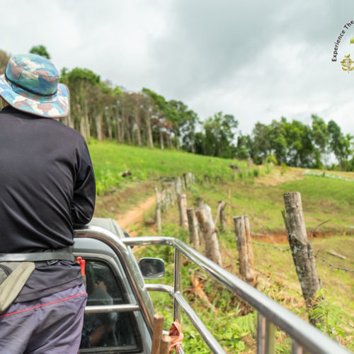 Chiang Mai Hill Tribe Coffee Tour