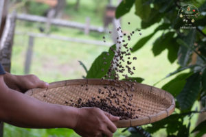 The Universal Theory of Coffee Brewing