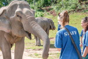 Elephant sanctuary