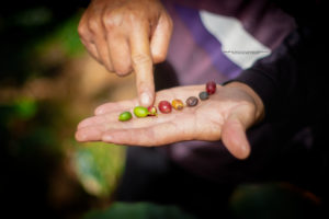 Experience Traditional Coffee Making Methods