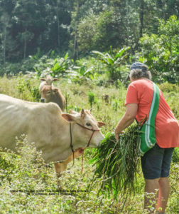 Chiang Mai tour